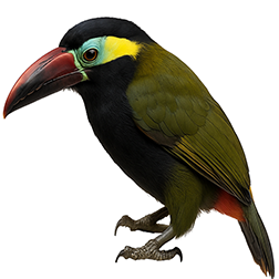 Tawny-Tufted Toucanet